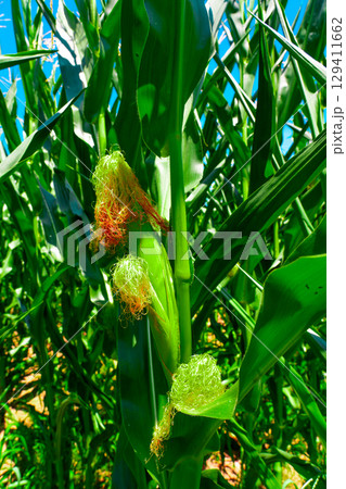 Golden hour sunset over lush green corn field in the tranquil rural countryside Golden hour sunset over lush green corn field in the tranquil rural countryside 129411662