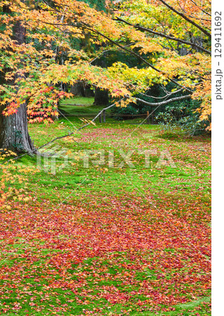 大原 三千院 有清園の美しい紅葉と散りもみじ(京都府京都市左京区) 大原 三千院 有清園の美しい紅葉と散りもみじ(京都府京都市左京区) 129411692