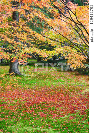 大原　三千院　有清園の美しい紅葉と散りもみじ（京都府京都市左京区） 129411793
