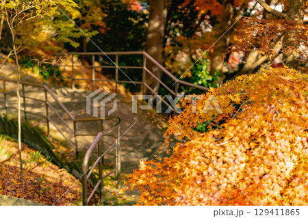 もみじ寺　茨城県 129411865