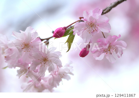 しだれざくらの花とつぼみの赤と白 129411867