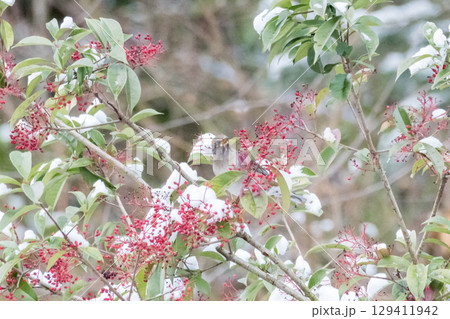 【野鳥】ナンテンを狙いに来たシロハラ 129411942