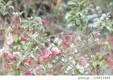 【野鳥】ナンテンを狙いに来たシロハラ 【野鳥】ナンテンを狙いに来たシロハラ 129411944