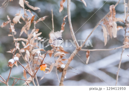【野鳥】柿を狙いに来たエナガ 129411950