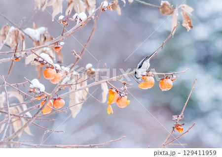 【野鳥】柿を食べるエナガ 129411959