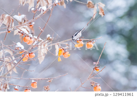 【野鳥】柿を食べるエナガ 【野鳥】柿を食べるエナガ 129411961