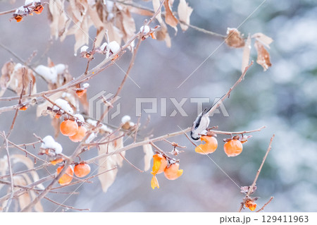 【野鳥】柿を食べるエナガ 129411963