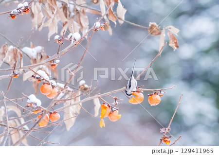 【野鳥】柿を食べるエナガ 129411965