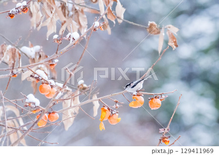 【野鳥】柿を食べたエナガ 129411969