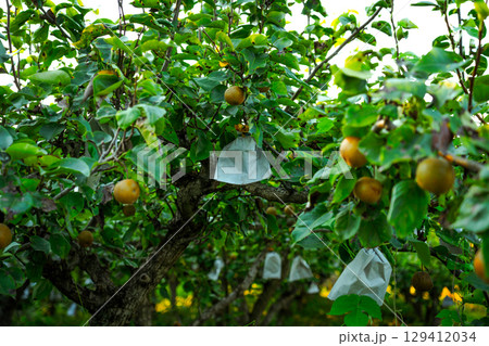 Asian nashi pears on a tree in bright summer sunlight at a home garden 129412034