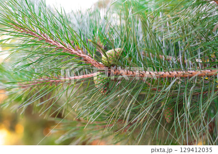 Vibrant green pine cones, still young. A close-up the beauty of nature 129412035