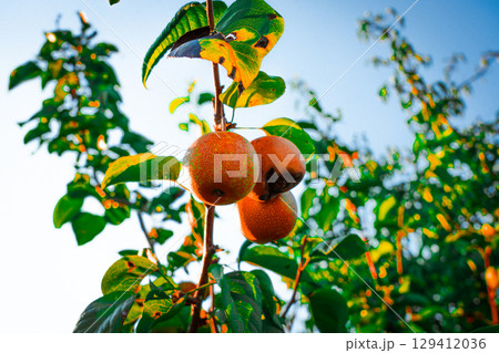 Asian nashi pears on a tree in bright summer sunlight at a home garden 129412036