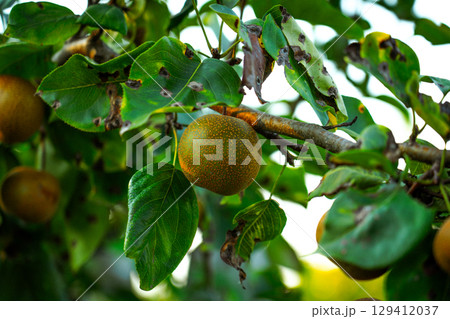 Asian nashi pears on a tree in bright summer sunlight at a home garden 129412037