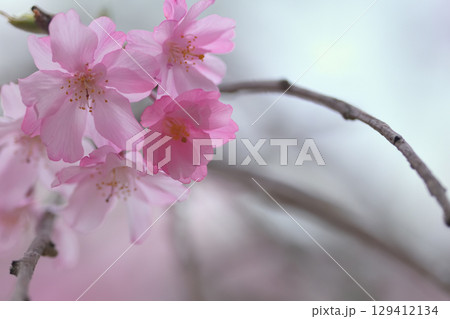 ゆみなりにそった長い枝に咲いたしだれざくらの花 129412134