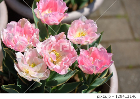 爽やか チューリップの花 爽やか チューリップの花 129412146