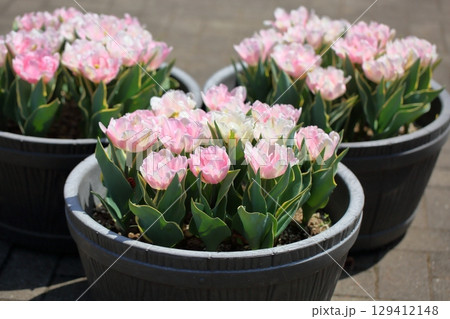 爽やか　チューリップの花 129412148