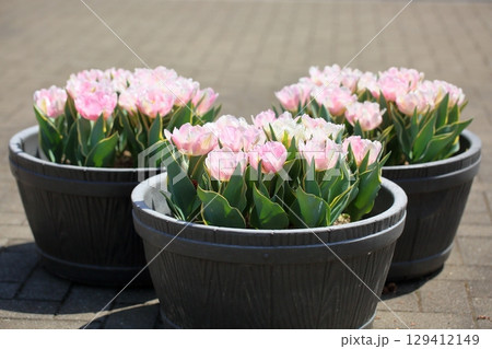 爽やか　チューリップの花 129412149