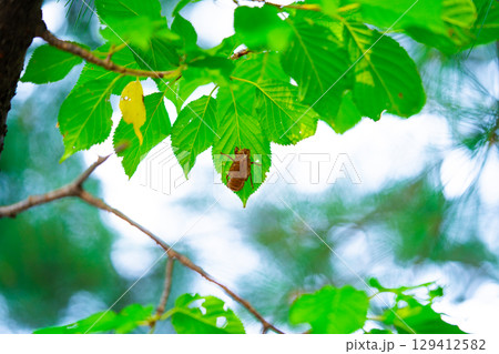 Closeup Insect cicada moult on the big tree in the forest 129412582