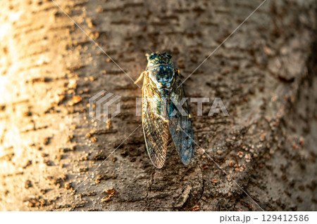 A cicada sits on a tree on hot summer day, closeup shot. Slow motion. Korea 129412586