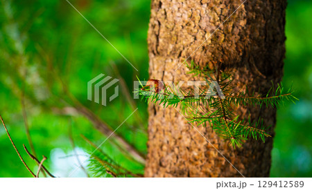 Closeup Insect cicada moult on the big tree in the forest Closeup Insect cicada moult on the big tree in the forest 129412589