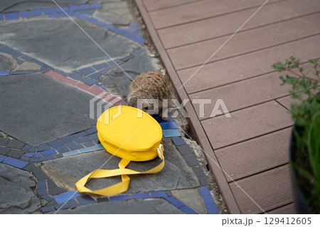 View of a meerkat climbs into yellow bag View of a meerkat climbs into yellow bag 129412605