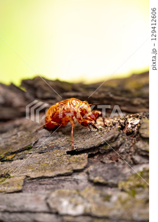 Closeup Insect cicada moult on the big tree in the forest Closeup Insect cicada moult on the big tree in the forest 129412606