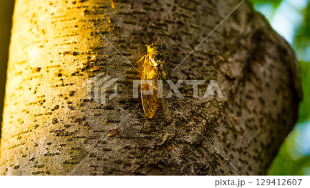 A cicada sits on a tree on hot summer day, closeup shot. Slow motion. Korea A cicada sits on a tree on hot summer day, closeup shot. Slow motion. Korea 129412607