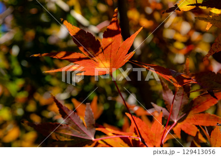 秋の紅葉した葉 129413056