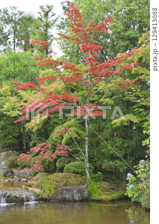 退蔵院の水辺の紅葉 退蔵院の水辺の紅葉 129413088