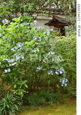 紫陽花 129413093