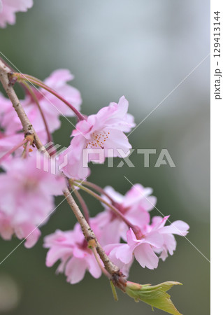 いまやおそしと葉の開き始めた満開の桜 129413144