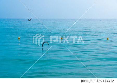 Seagull flies low over the water. Flying low over the lake. 129413312