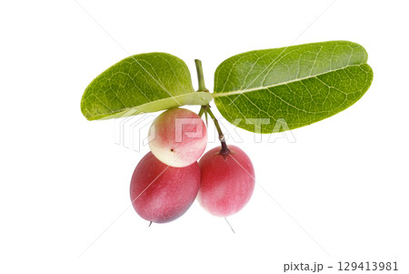 Pile of Karonda Fruit, Carissa carandas L. Karanda; Carunda isolated on a white background 129413981