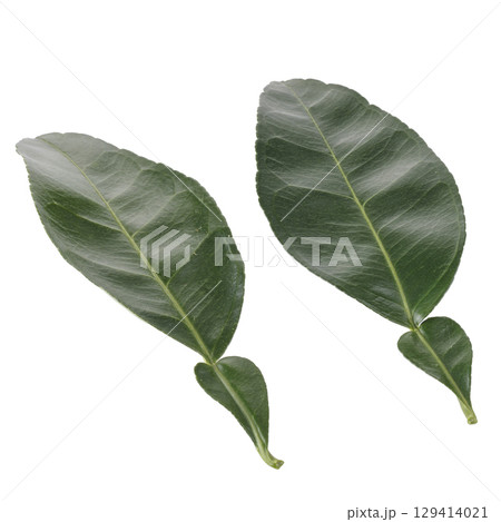 Green leaves of lemon and citrus leaves isolated on a white background Green leaves of lemon and citrus leaves isolated on a white background 129414021
