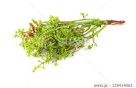 Siamese neem tree, Nim, Margosa isolated on white background. Siamese neem tree, Nim, Margosa isolated on white background. 129414062