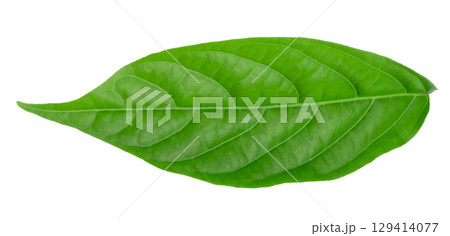 A close-up of vibrant green leaves on a white background 129414077