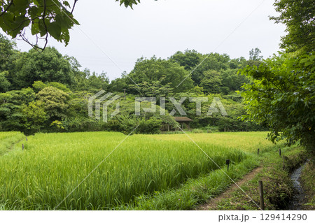 横浜市戸塚区舞岡ふるさと公園の田圃 129414290