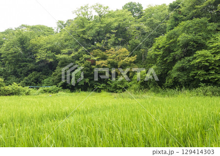 横浜市戸塚区舞岡ふるさと公園の田圃 129414303