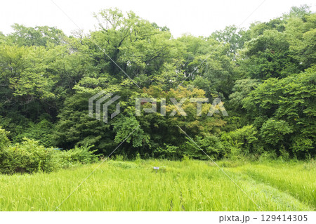 横浜市戸塚区舞岡ふるさと公園の田圃 横浜市戸塚区舞岡ふるさと公園の田圃 129414305