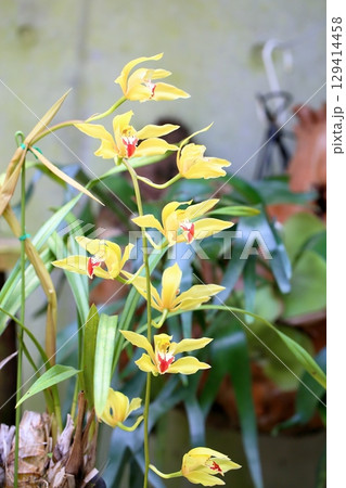 シンビジュウムの花 ジェームスドリスドール シンビジュウムの花 ジェームスドリスドール 129414458