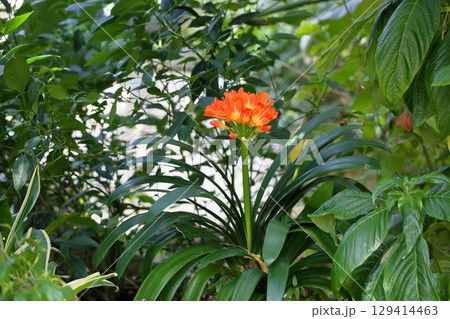 クンシランの花 クンシランの花 129414463