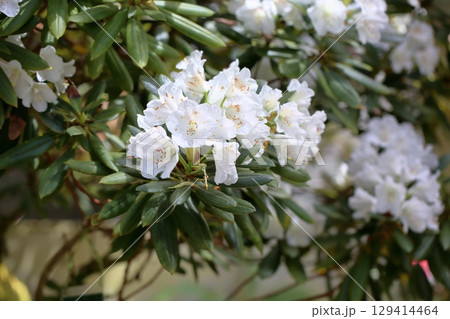 爽やか　ニイタカシャクナゲの花 129414464
