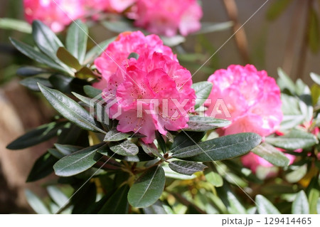 シャクナゲの花 ヨコハマ シャクナゲの花 ヨコハマ 129414465