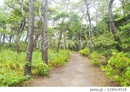 葉山しおさい公園の夏 129414538