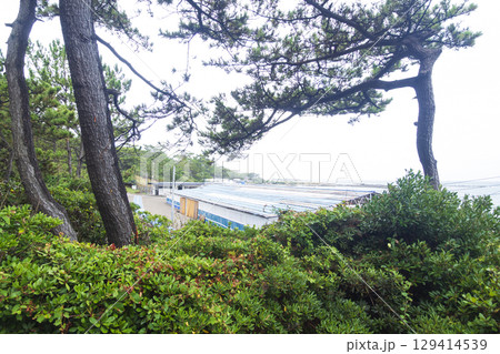 葉山しおさい公園の夏 129414539