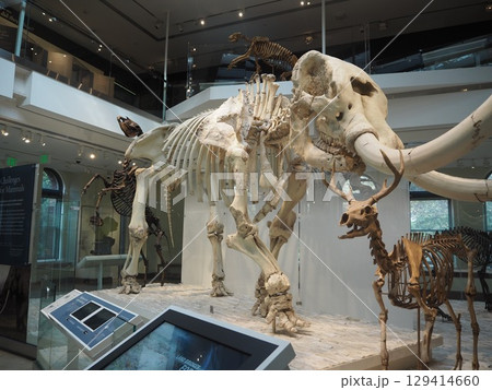 ロサンゼルス自然史博物館の巨大マンモス骨格展示 ロサンゼルス自然史博物館の巨大マンモス骨格展示 129414660