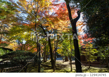紅葉した木々 紅葉した木々 129414745