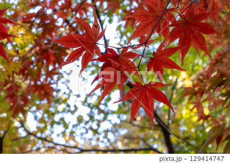 鮮やかな紅葉 129414747