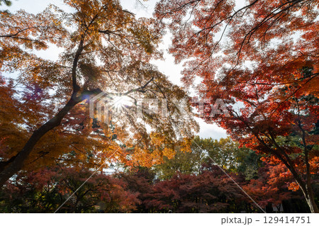 紅葉したもみじと木漏れ日 紅葉したもみじと木漏れ日 129414751