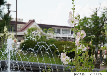 会津若松駅前公園に咲くタチアオイと噴水 会津若松駅前公園に咲くタチアオイと噴水 129414920